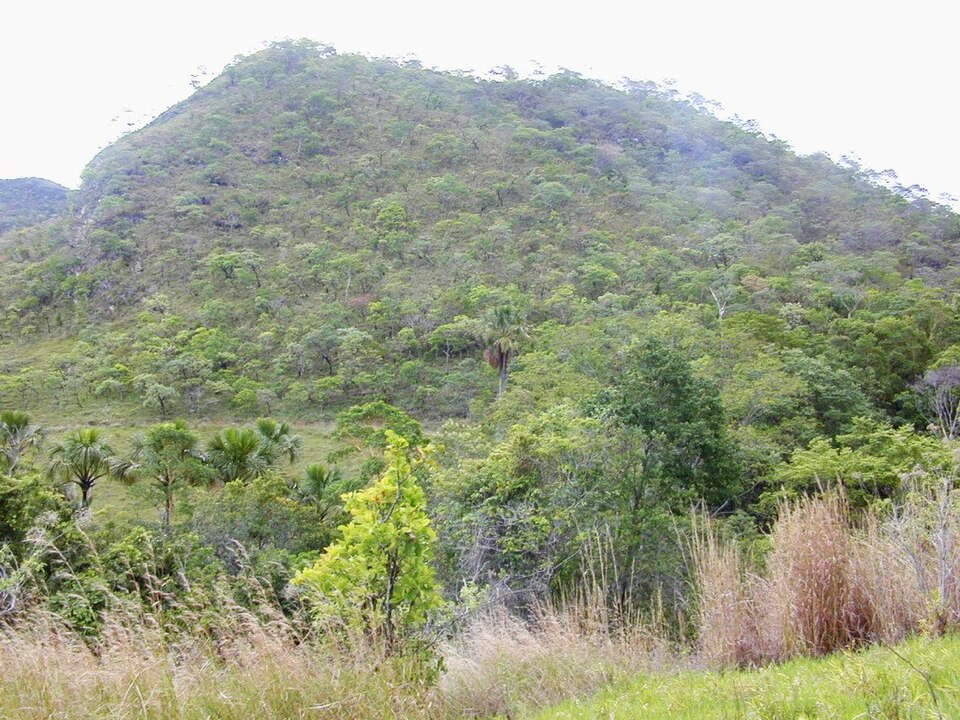 Vegetação do Cerrado fotografada perto de Pirenópolis, Goiás