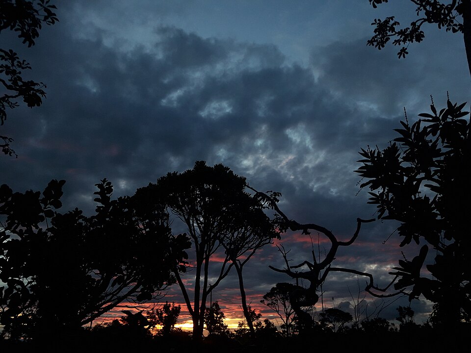 Silhuetas de árvores do Cerrado no anoitecer perto de Pirenópolis